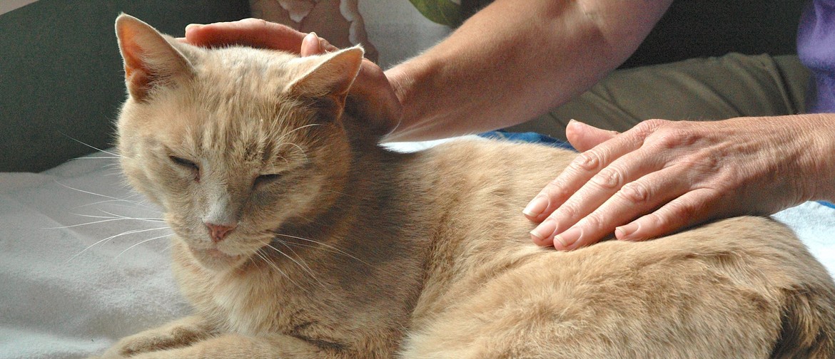 Animal Healing Course
