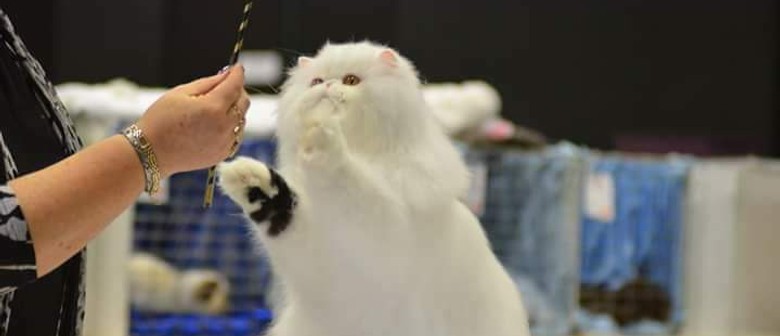 Longhaired Cat Breeders Club Show