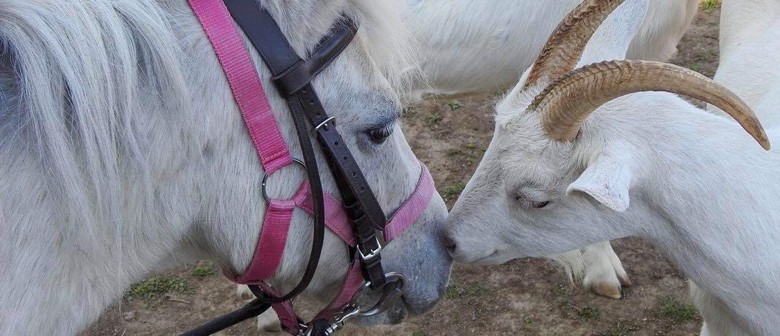 Animal Experience Session Pony Rides Petting Zoo Hunterville Eventfinda