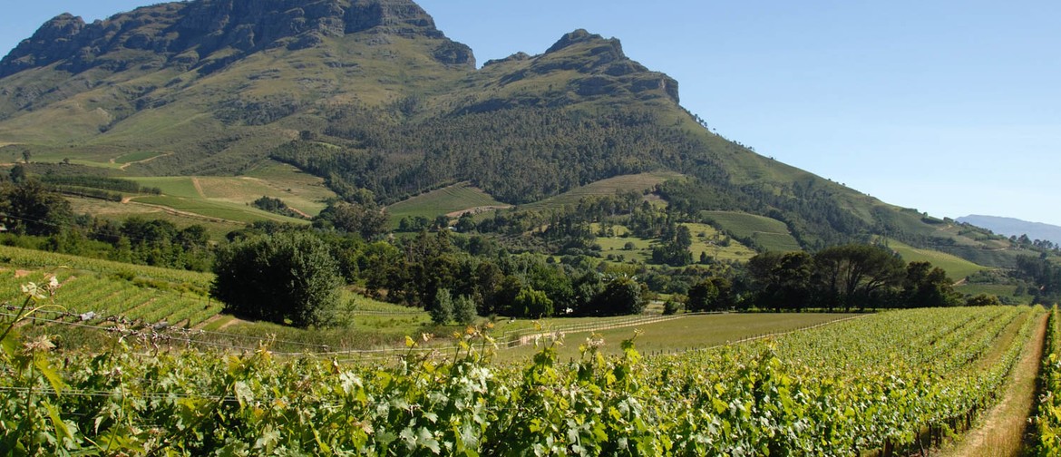 Wine Exploration: South Africa
