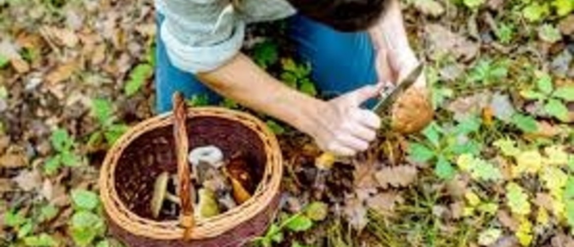 Foraging: Winter Warmers