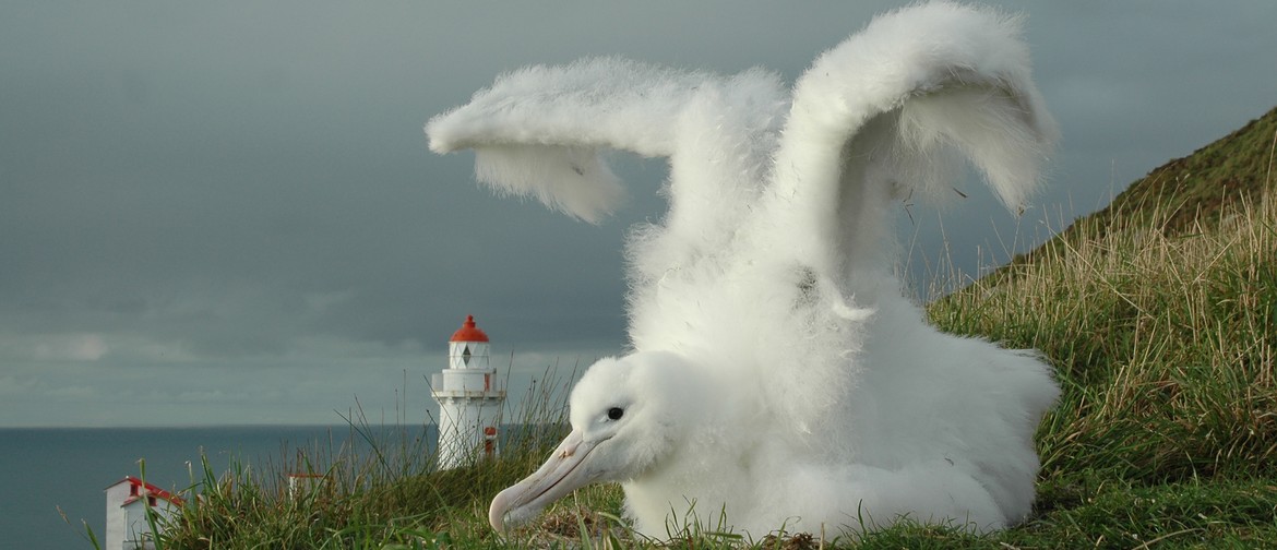 Special Albatross Express Tours for Wild Dunedin Festival