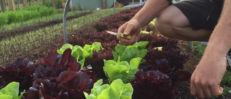 Introduction to Market Gardening