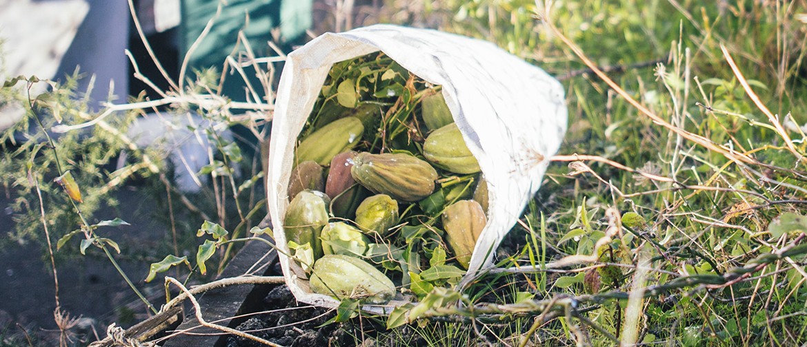 Pest Quest: Invasive Weeds Collection Day #2