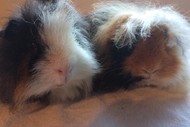 Image for event: Garden City Cavy Club Show