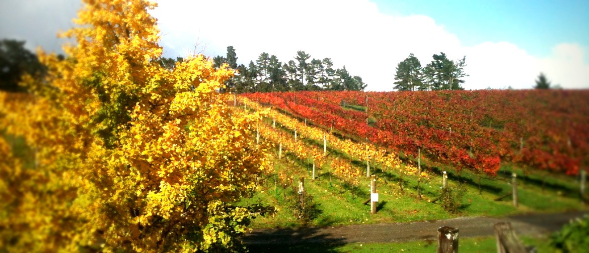 Auckland Wine Week - Wineries Out West