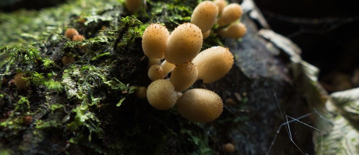 Guided Walk: More About the Fungi Kingdom