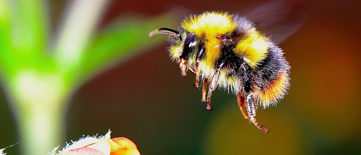 Bees: Their Amazing World and How We Can Save Them