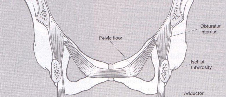 Understanding Female the Pelvic Floor