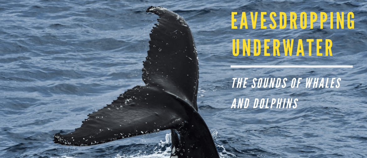 Eavesdropping Underwater: The Sounds of Whales and Dolphins