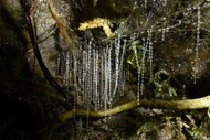 Image for event: Guilded Walk: Glow Worms At Otari