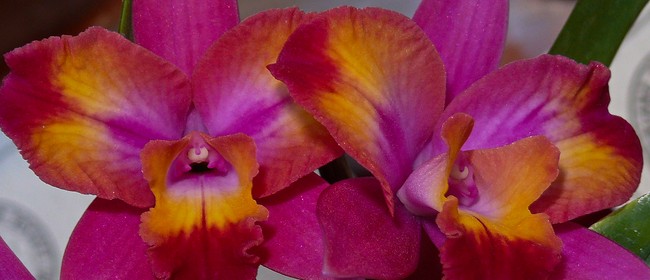 Orchid Show Auckland Stuff Events