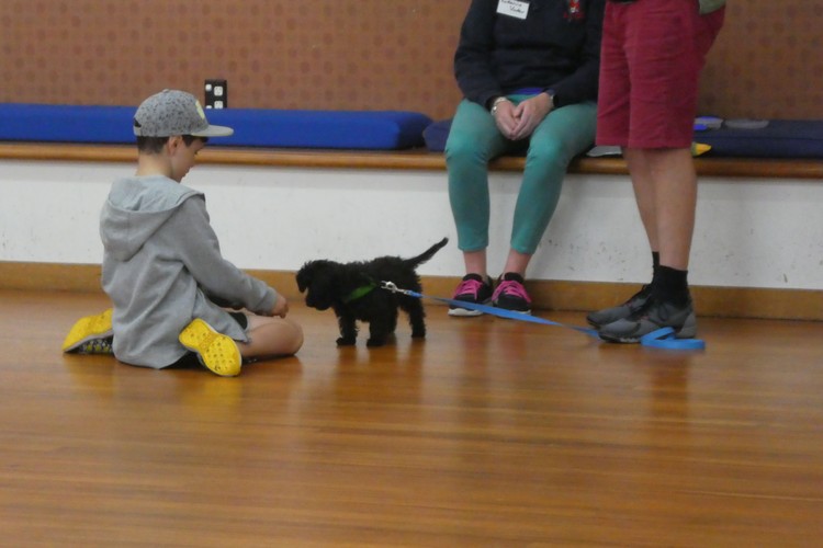 Indoor Dog Training Life Skills Class for All Dogs Christchurch