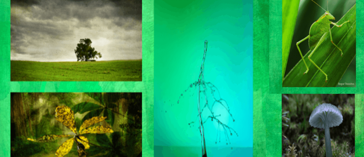 Wall Of Green Photographic Exhibition