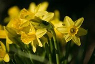 Image for event: Marlborough Horticultural Society Spring Show