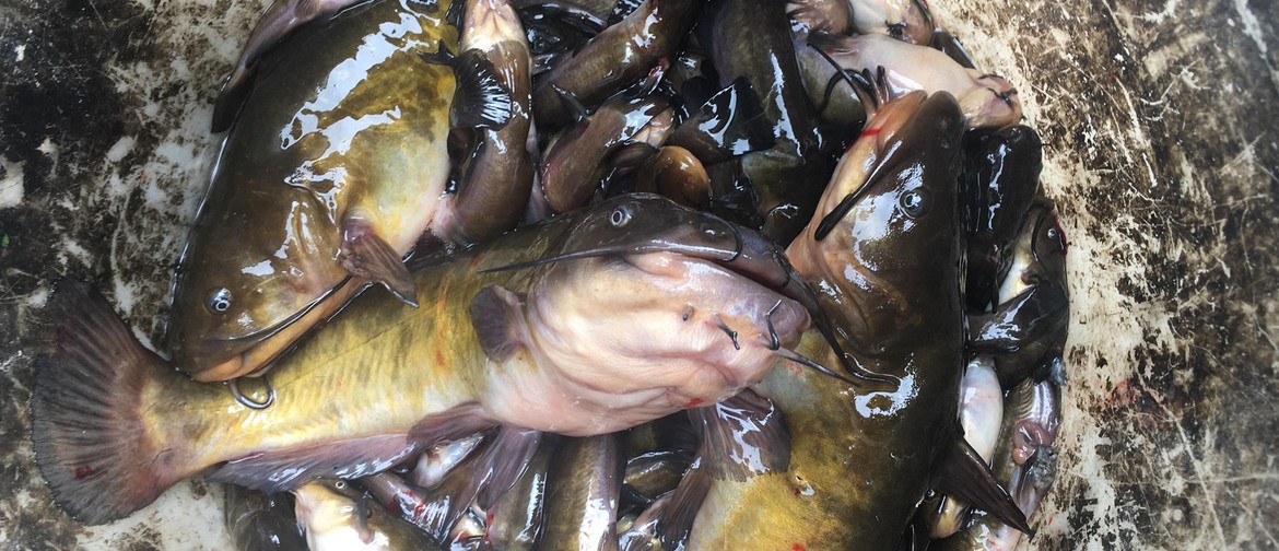 Te Arawa Catfish Killas and Bay of Plenty Regional Council