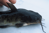 Image for event: Te Arawa Catfish Killas and Bay of Plenty Regional Council