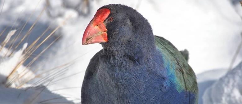 Takahe Lunchtime Species Talk