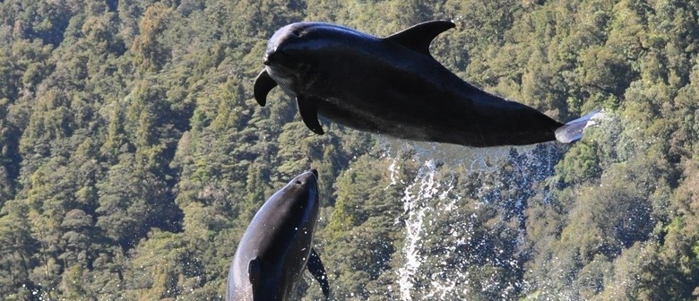 Marine Mammals of Fiordland Species Talk