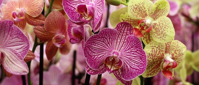 Tauranga Orchid Show