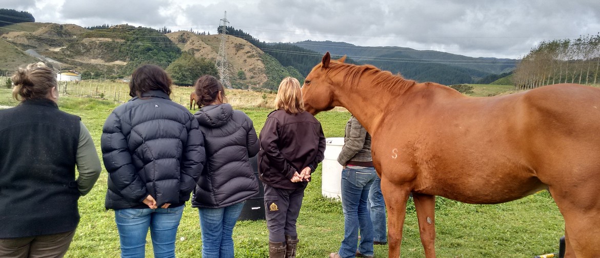 Professional Equine Supported Therapy Training Workshop