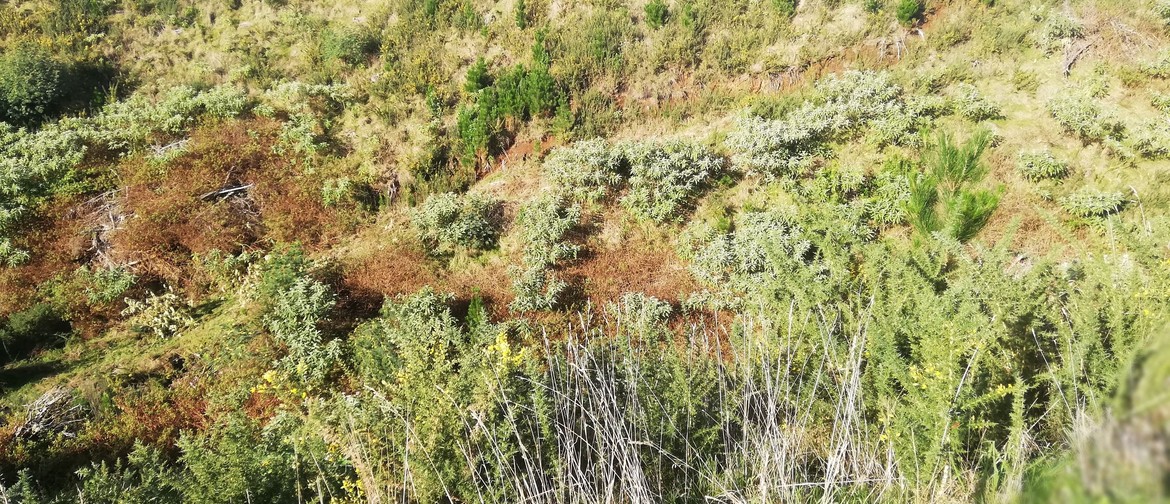 Rapid Reforestation Urenui Gully Project '1st Planting Day'