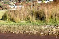 Image for event: Conservation Week Community Planting Day