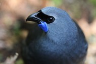 Image for event: Wairarapa Conservation Week Opening Celebration