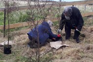 Image for event: Pou Aruhe Planting