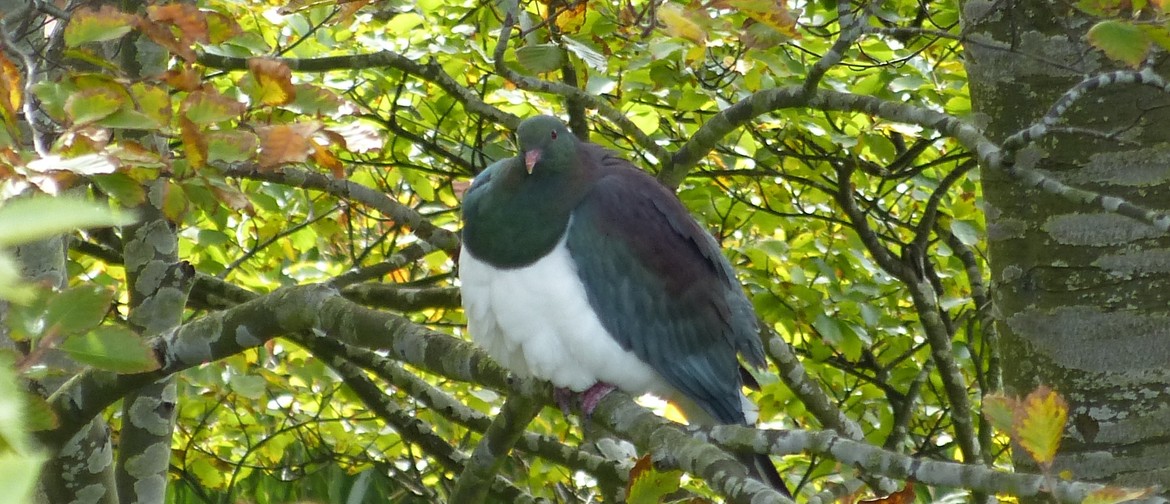 The Great Kererū Count Native Tree Giveaway