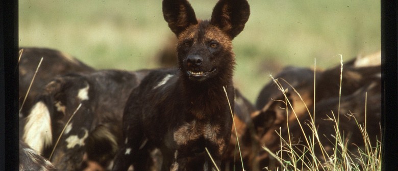 African Wild Dogs - A Conservation Story