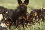 Image for event: African Wild Dogs - A Conservation Story