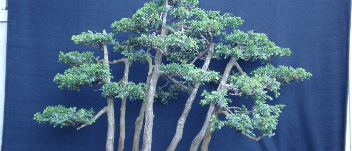 Bonsai Show and Convention