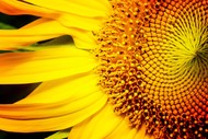 Image for event: Photography Field Trip - Fields of Flowers