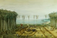 Image for event: Paradise Lost: Daniel Solander's Legacy