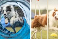 Image for event: The Blackhawk New Zealand Dog Agility Championships