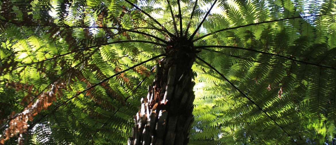 Yoga on the Maunga