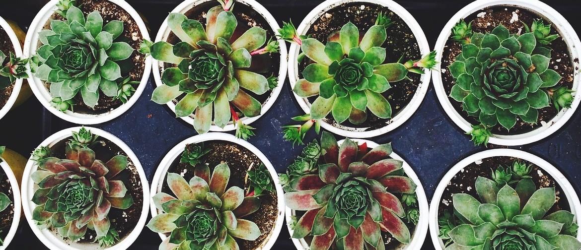Meet, Make and Munch: Planting Succulents