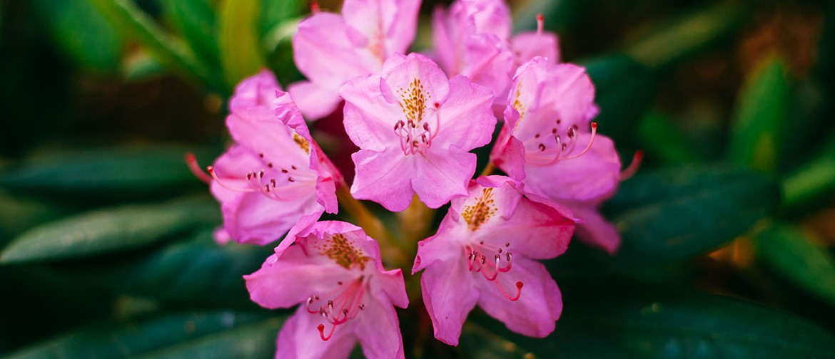 Saving Rhododendrons With Andrew Brooker