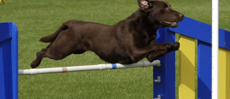 Blenheim Canine Training Club Agility & Jumpers Champ Show