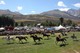 The Pig's Glenorchy Races Breakfast + Bus