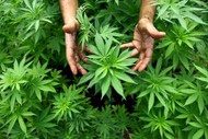 Image for event: Hemp Info Evening with The Hemp Farm's Dave Jordan