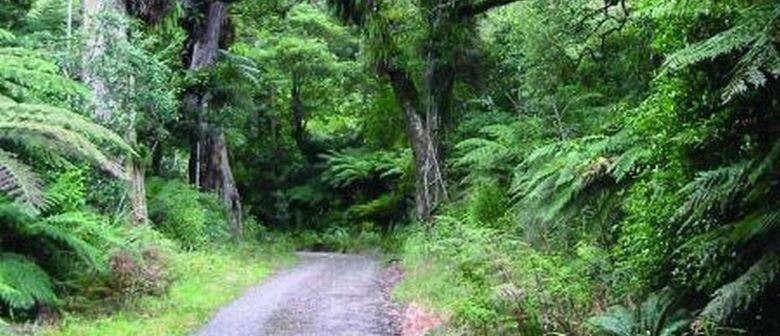 Old Forest Walk