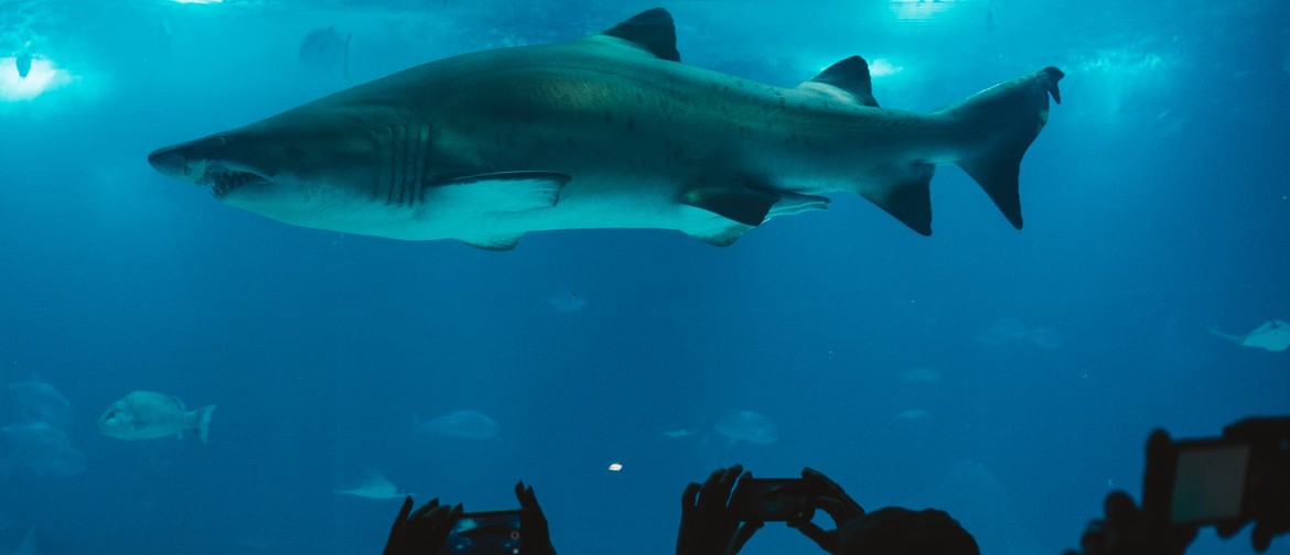 Seaweek: For the Love of Sharks