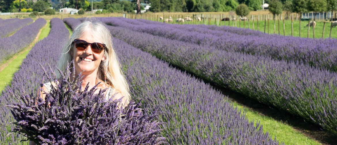Pick Your Own Lavender 2020