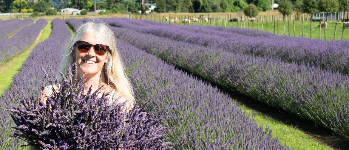 Pick Your Own Lavender 2020