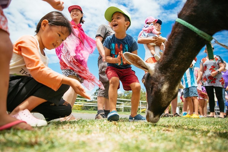 Skycity Boxing Day Races Auckland Eventfinda