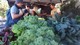 Opawa Famers' Market