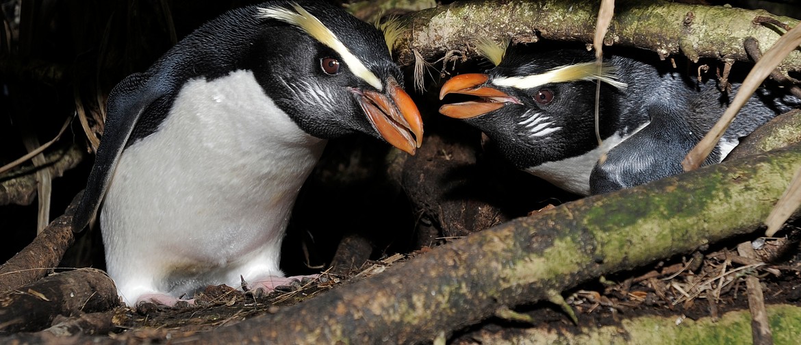 Tawaki Fiordland Crested Penguin Talk