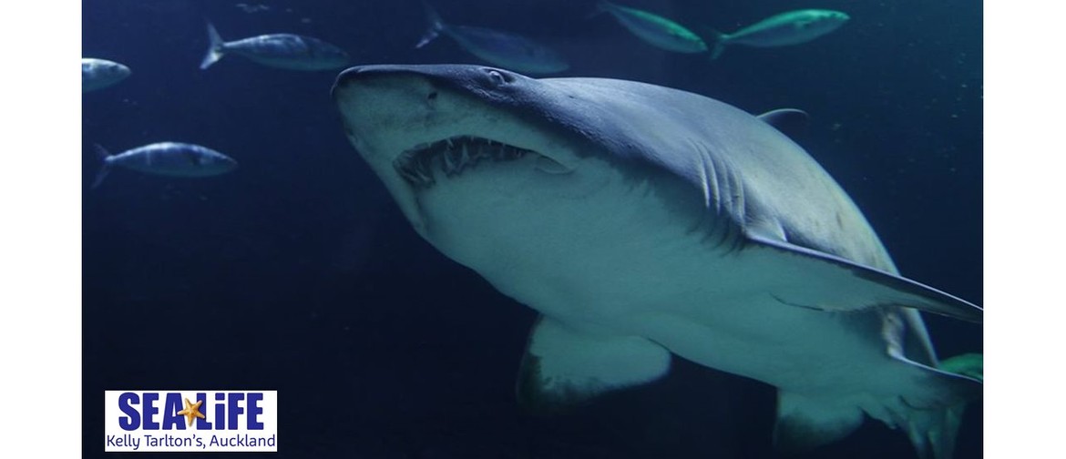 Sharks with Sea Life Kelly Tarlton's for Sea Week 2020